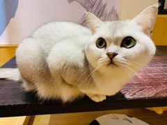 -滚猫咖啡·猫咖·猫友好撸猫(未来城店)