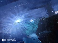-暹罗海洋世界