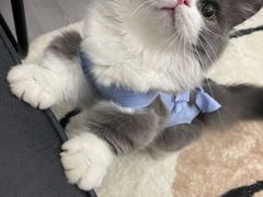 -伟伟宠物医院·CT影像中心·瑞派犬猫综合性门诊(汉口总院)