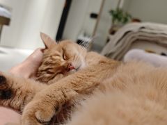 -瑞派长江宠物医院·猫科·外科·24小时夜护(谊城公寓分院)