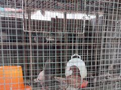 -马陆小张葡萄园农家乐