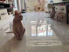 -爱诺动物医院(崂山店)