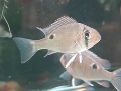 -中环花鸟鱼虫市场