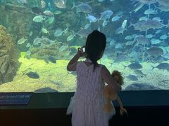 -烟台海昌鲸鲨海洋公园