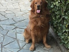 -康乐宝动物医院