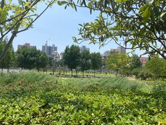 -紫荆山公园