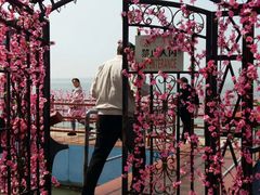 -金鸡湖桃花岛