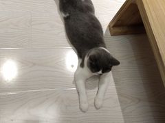 -猫和宫(六道口店)