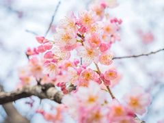 -武汉大学-樱园