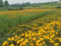 -紫颐香薰山谷景区