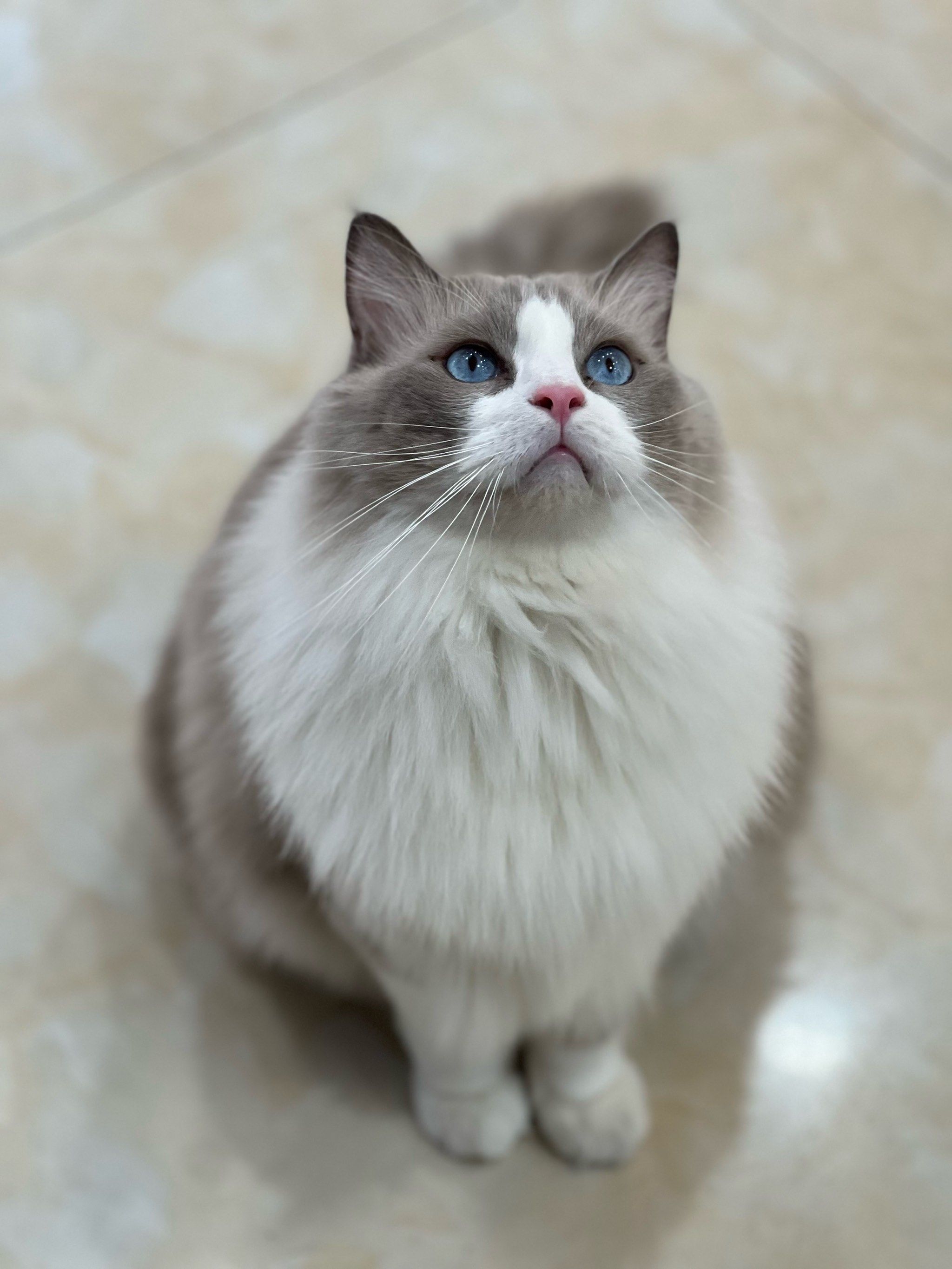 这猫眼睛怎么蓝色的