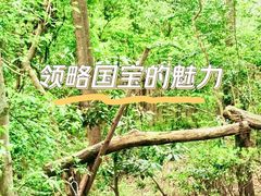 -成都大熊猫繁育研究基地