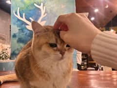 -咖法森林·咖啡  酒吧(天河店)