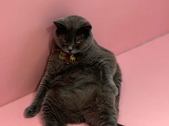 -毛绒耶耶撸宠馆·猫咖·狗咖·荷兰猪咖