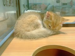 -袖虎·猫馆(体育西路店)