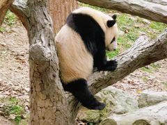 -都江堰中华大熊猫苑