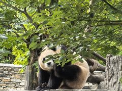 -卧龙中华大熊猫苑神树坪基地