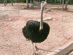 -清迈夜间动物园