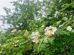 -硗碛藏寨·神木垒景区