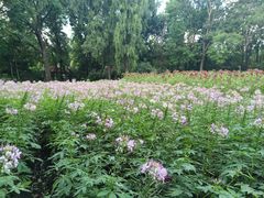 -黑龙江省森林植物园