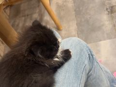 -楼上猫咖(罗湖店)
