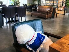 -百好乐宠物友好餐厅(朝外大街店)