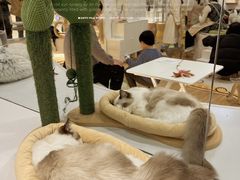 -COLOR PETS 撸猫馆·购猫·猫咖(长风大悦城店)