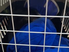 -北京观赏动物医院·24小时大型综合·猫专科·异宠专科