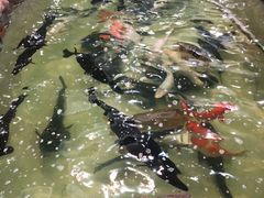 -小北江河鲜(新城店)