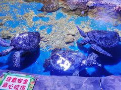 -白鹿仓冰雪海洋世界
