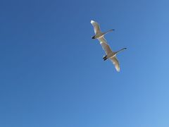 -烟墩角天鹅湖