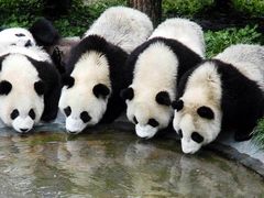 -西安秦岭野生动物园