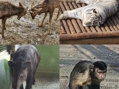 -石家庄市动物园