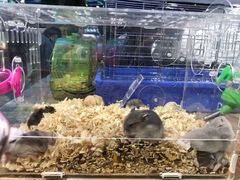 -龟与熊猫宠物公园(南坪店)
