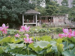 -金山公园