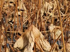 -渭南桃花源民俗文化园