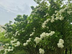 -黄兴公园