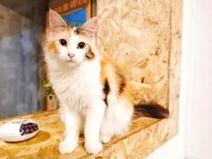 -猫色咖啡·猫咖