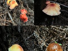 -武陵山森林公园