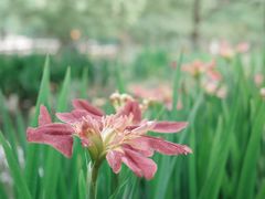 -上海共青森林公园