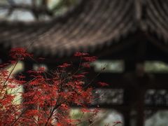 -重庆彩云湖湿地公园