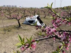 -樂桃源奉贤黄桃种植采摘基地