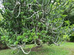 -中国科学院西双版纳热带植物园