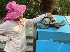 -广东惠东海龟国家级自然保护区