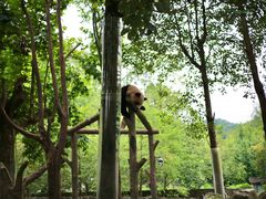 -都江堰中华大熊猫苑