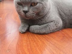 -猫小院猫主题咖啡厅(北锣店)