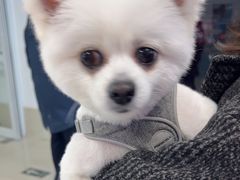 -北京观赏动物医院·24小时大型综合·猫专科·异宠专科