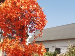 -后湖小院·乡野田园菜