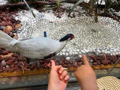 -广州长隆野生动物世界