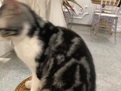 -共舞时光猫咖·狗咖(新街口店)